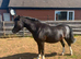 Gorgeous Registered Welsh Section A &ndash; 6yo &ndash; Lightly Backed &ndash; Perfect Little Family Project