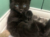 Kittens 8weeks