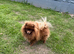 Pomeranian Chocolate