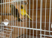 One pair fife canary&rsquo;s fit and healthy