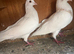 Very nice and very good and healthy white and yellow racer
