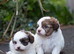 Imperial toy shihpoo pups