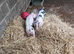 GOS SOW for sale