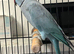 1 blue ring neck male