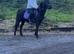 Sec b mare 13.1/2 hh