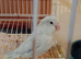 Parrotlets green & blue
