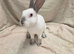 Four Stunning female mini rex rabbits