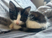 CUTE KITTENS FOR SALE