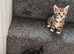Gorgeous kittens for sale