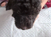 COCKAPOO LAST BLACK BOY