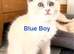Beautiful Ragdolls-Vac/wormed-2 boys-3 girls. Playful-friendly