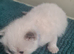 Ragdoll kittens for sale