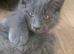 TICA registration Blue Maine coon kittens
