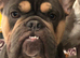 Loving & Affectionate Frenchie x Old English Bulldog Looking for His Forever Home ️