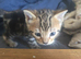 Mixed bengal kitten