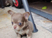 Long coat chihuahua pup lilac tan