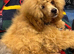 Toy Poodle Stud Dog