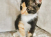 Ragdoll X BSH Kittens