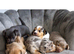 Rainbow coloured Jack Russell’s