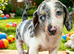 RKC Reg Dachshund puppies