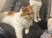 Loving Home wanted for Simba and Luna
