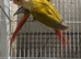Bonded Breeding pair