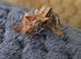 Crested gecko (frog bum)