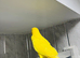 Yellow Ringneck parrot for sale