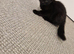 3 kittens