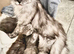 TICA reg Maine Coons - Ready to leave