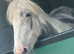 5 year old Cob x mare