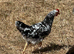 EXCHEQUER LEGHORN COCKERELS
