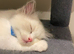 X2 beautiful pure breed ragdoll kittens x1 male x1 female