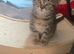 4 beutifull kittens