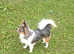 Beautiful black and tan parti merle stud