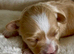 F1 Maltipoo Puppies Extensively Tested Parents