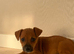 Adorable Jack Russell puppies