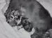Last 3 Long haired mini daxie puppies