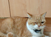 3 pairs kittens& cats spayed chipped