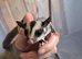 Male grey sugar glider ready on 6th june
