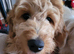 Beautiful Goldendoodle girl