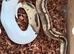 Ball python female with viv