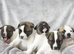 Stunning F1 American Akita x American Bulldog Puppies