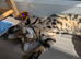 Purebred Bengal kittens TICA registered in Essex