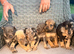 Stunning Merle Lurcher puppies