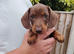 Miniature Dashund