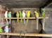 Canaries for sale