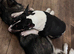 3 year old female bull terrier