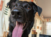 Crunchy 3 yr old Labrador cross