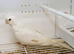 Beautiful Albino Young Cockatiels young 2026